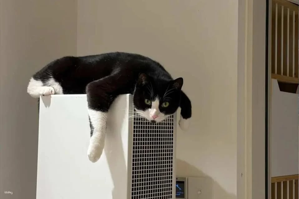 Drink A Friday Cat Cafe in Chengdu | A popular cat cafe in Kuanzhai Alley