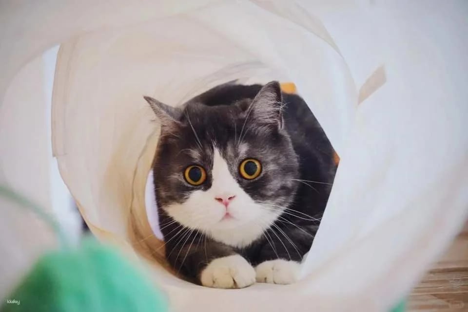 Drink A Friday Cat Cafe in Chengdu | A popular cat cafe in Kuanzhai Alley