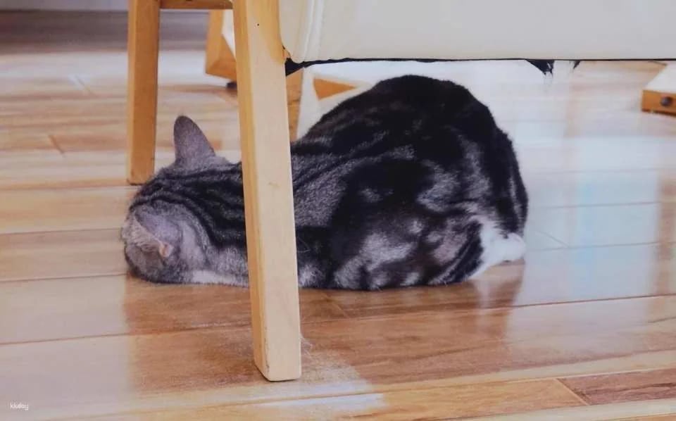 Drink A Friday Cat Cafe in Chengdu | A popular cat cafe in Kuanzhai Alley