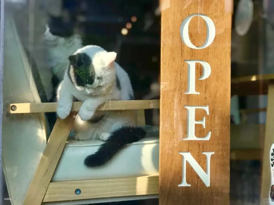 Drink A Friday Cat Cafe in Chengdu | A popular cat cafe in Kuanzhai Alley