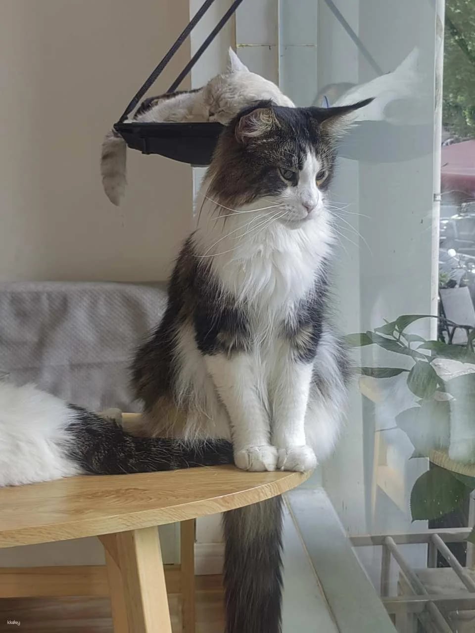 Drink A Friday Cat Cafe in Chengdu | A popular cat cafe in Kuanzhai Alley