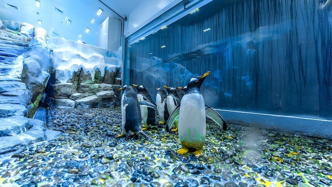 Penguins at Dubai Aquarium Underwater Zoo on rocky terrain.
