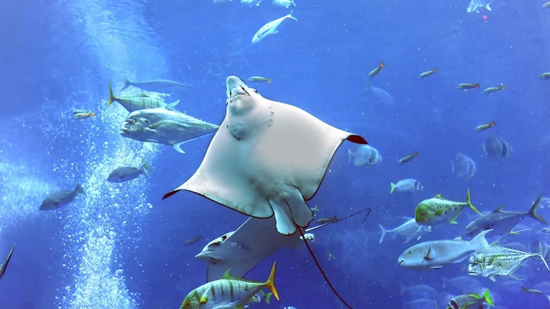 Stingray swimming among fish at Dubai Aquarium Underwater Zoo.