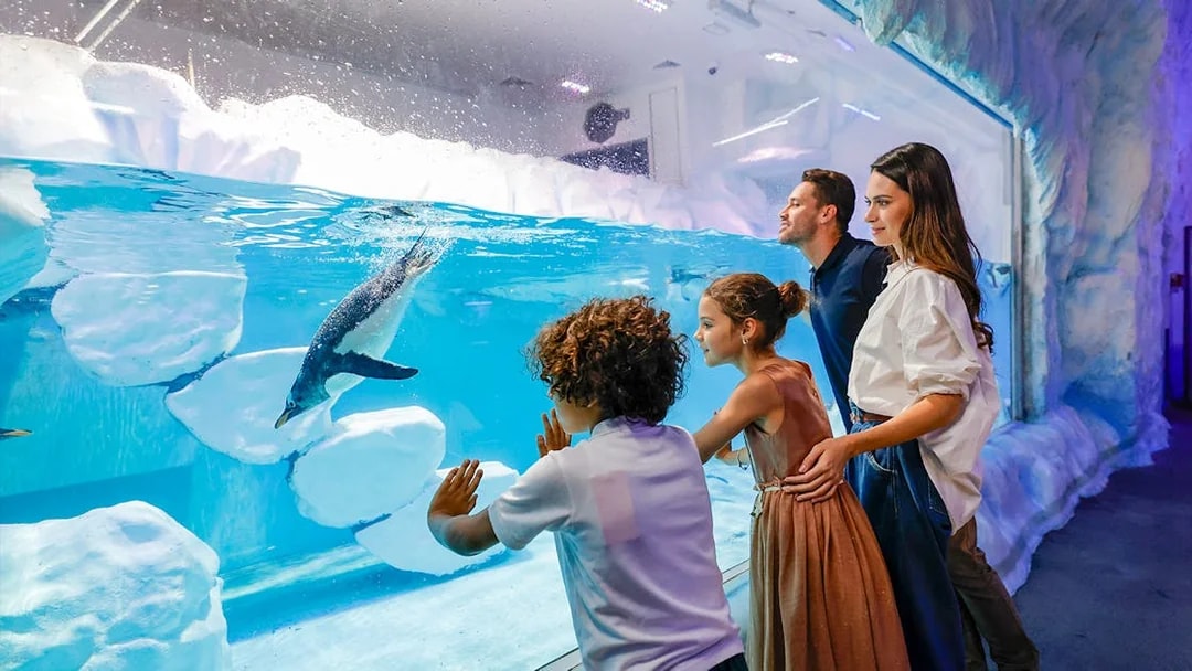Family observing penguins swimming at the underwater aquarium in Dubai zoo.