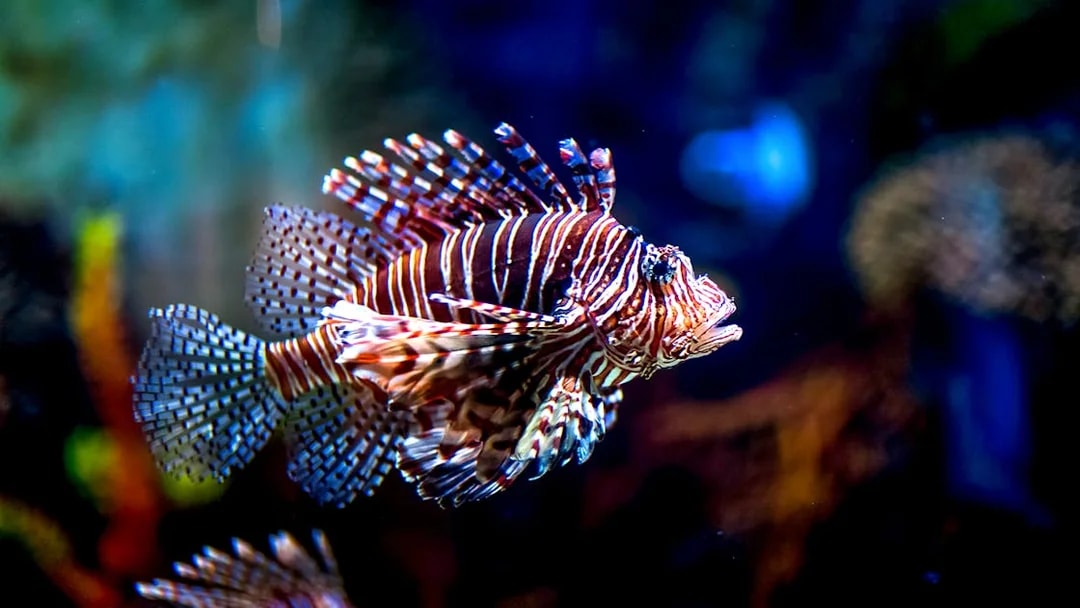 Lionfish swimming in Dubai Aquarium Underwater Zoo.