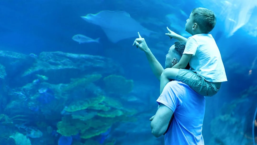 Father and son pointing at marine life in Dubai Aquarium.