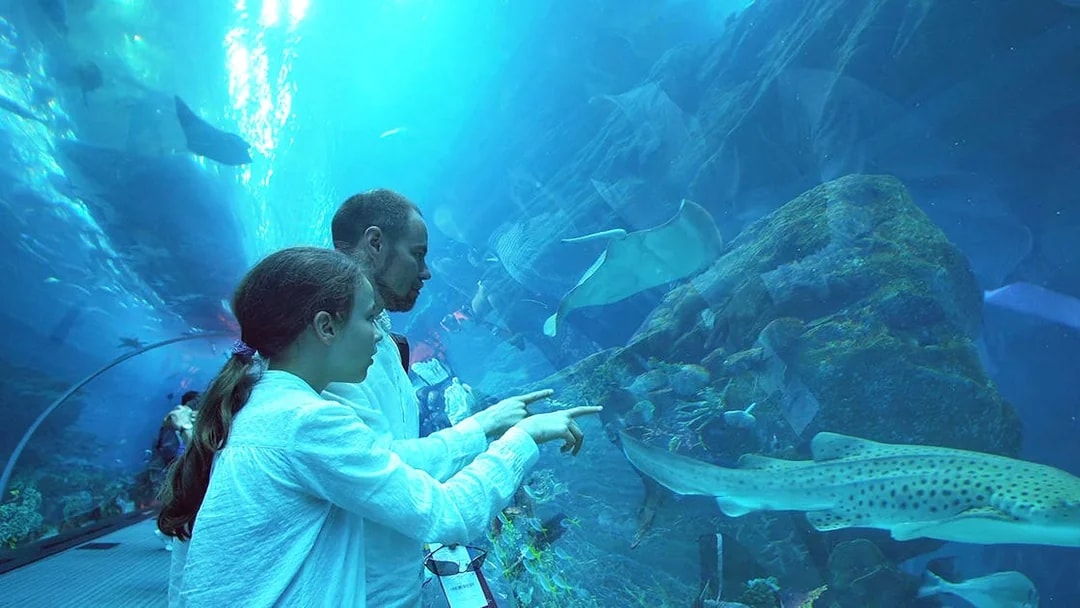 Visitors observing sharks and rays at Dubai Aquarium & Underwater Zoo.