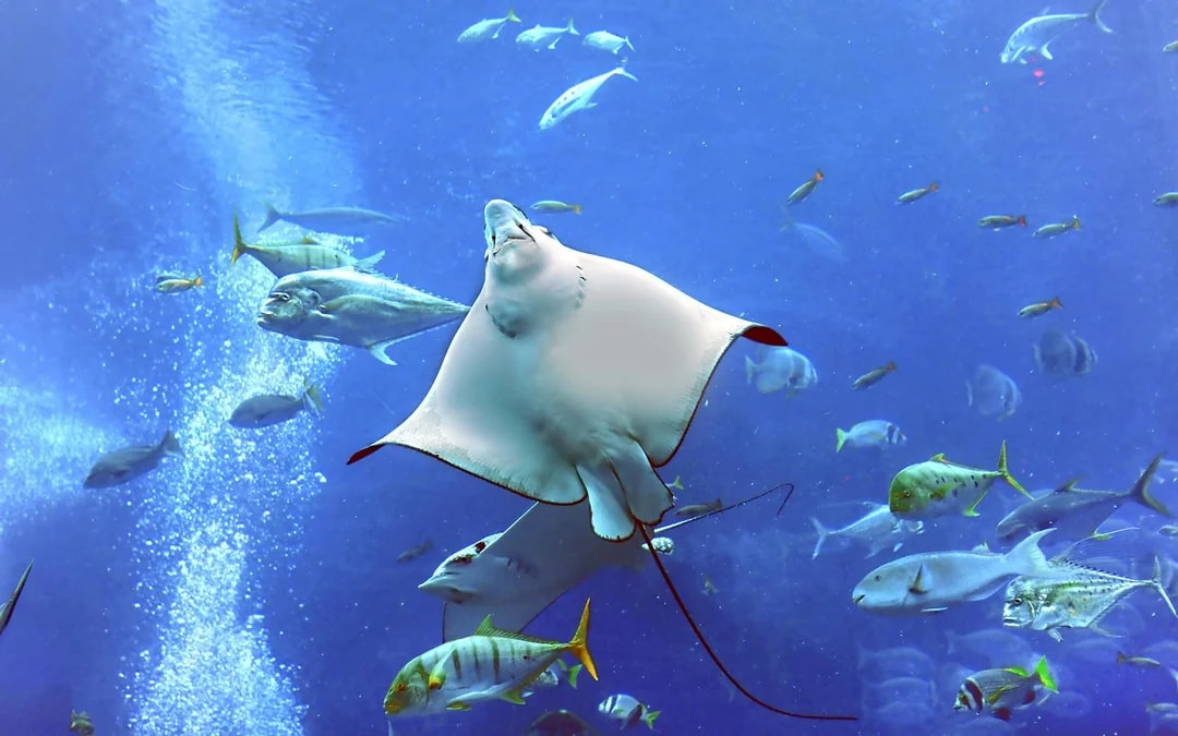 Dubai Aquarium & Underwater Zoo with Penguin Cove Tickets Image 2