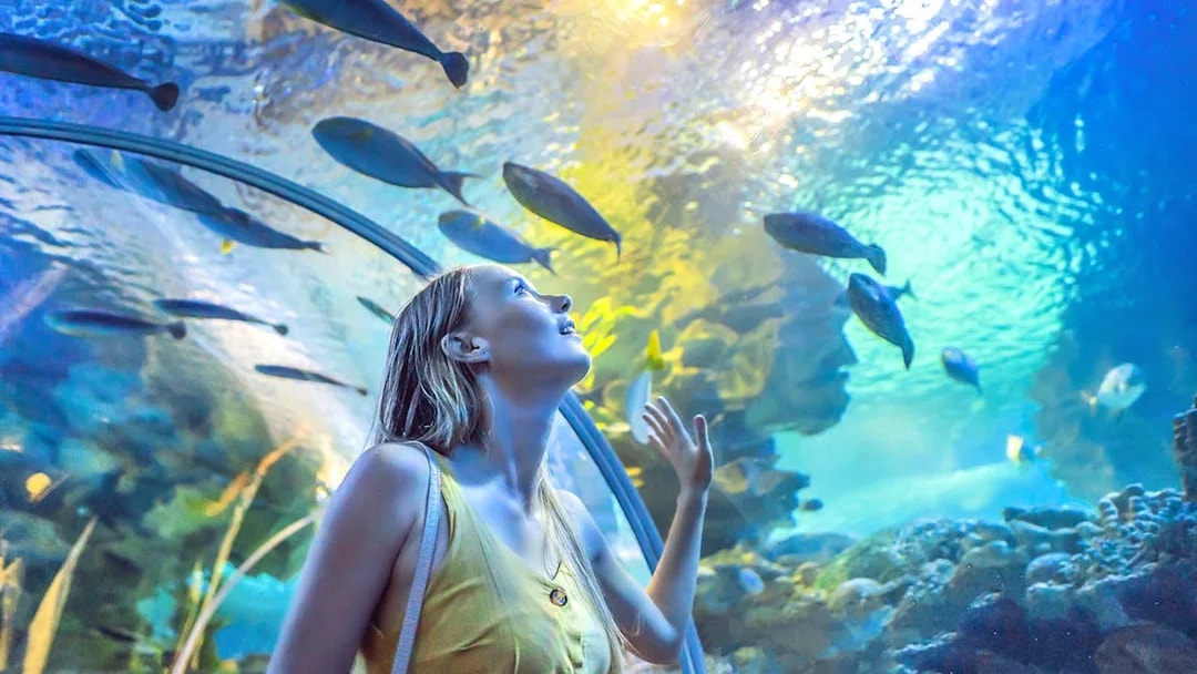 Visitors observing sharks in Dubai Aquarium tunnel.