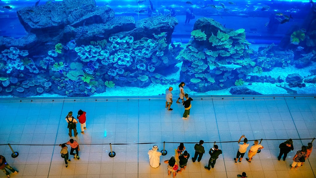Visitors viewing marine life at Dubai Aquarium Underwater Zoo.