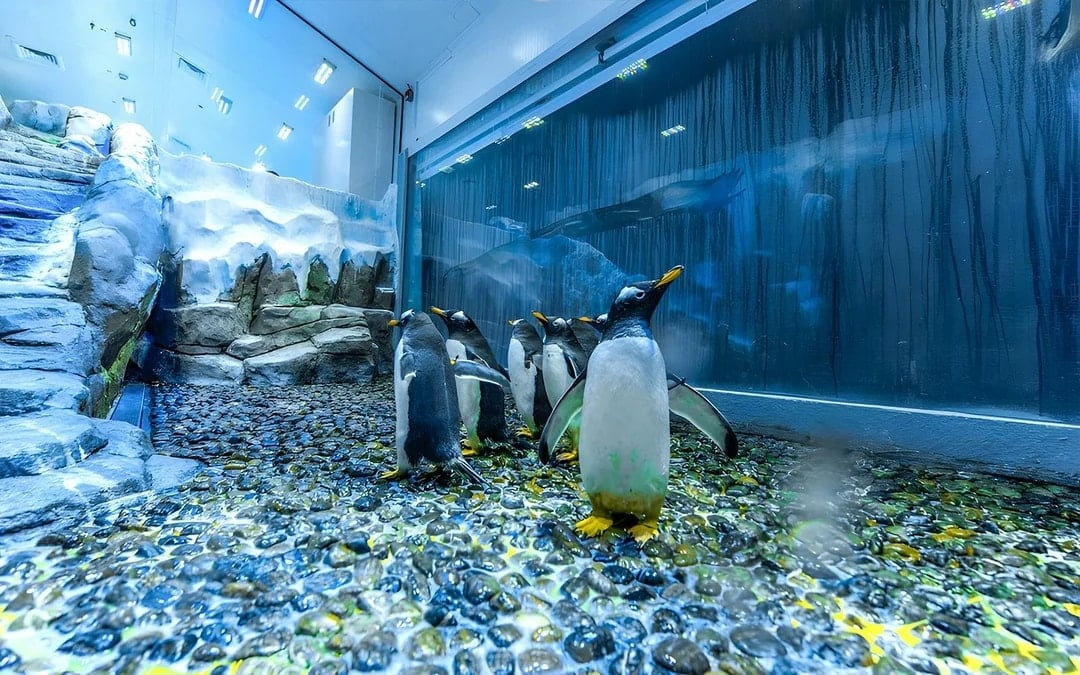 Dubai Aquarium & Underwater Zoo with Ultimate Experience Gold Pass Image 1