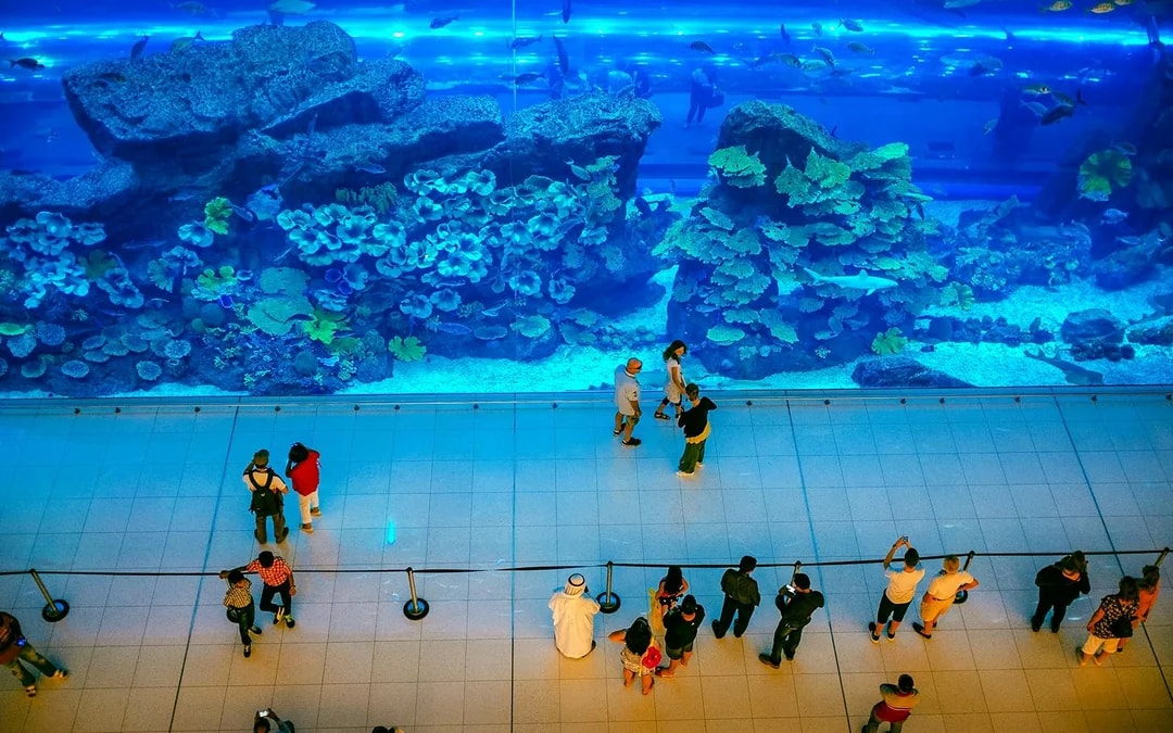 Dubai Aquarium & Underwater Zoo with Ultimate Experience Gold Pass Image 6