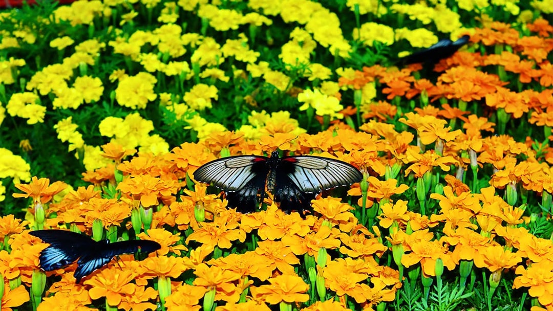 Butterflies on vibrant orange and yellow flowers at Dubai Butterfly Garden.