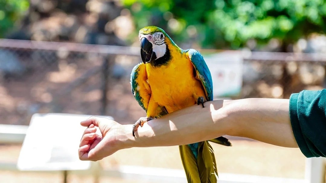 Colorful blue and yellow macaw perched on a person's arm outdoors.