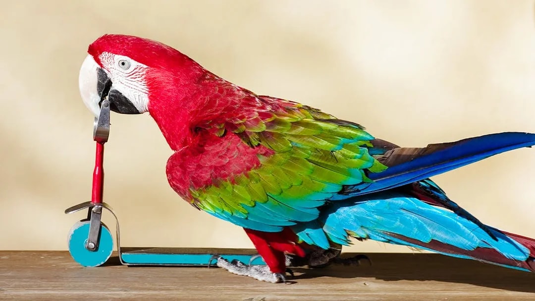Scarlet macaw perched on a small scooter, showcasing vibrant red, green, and blue feathers.