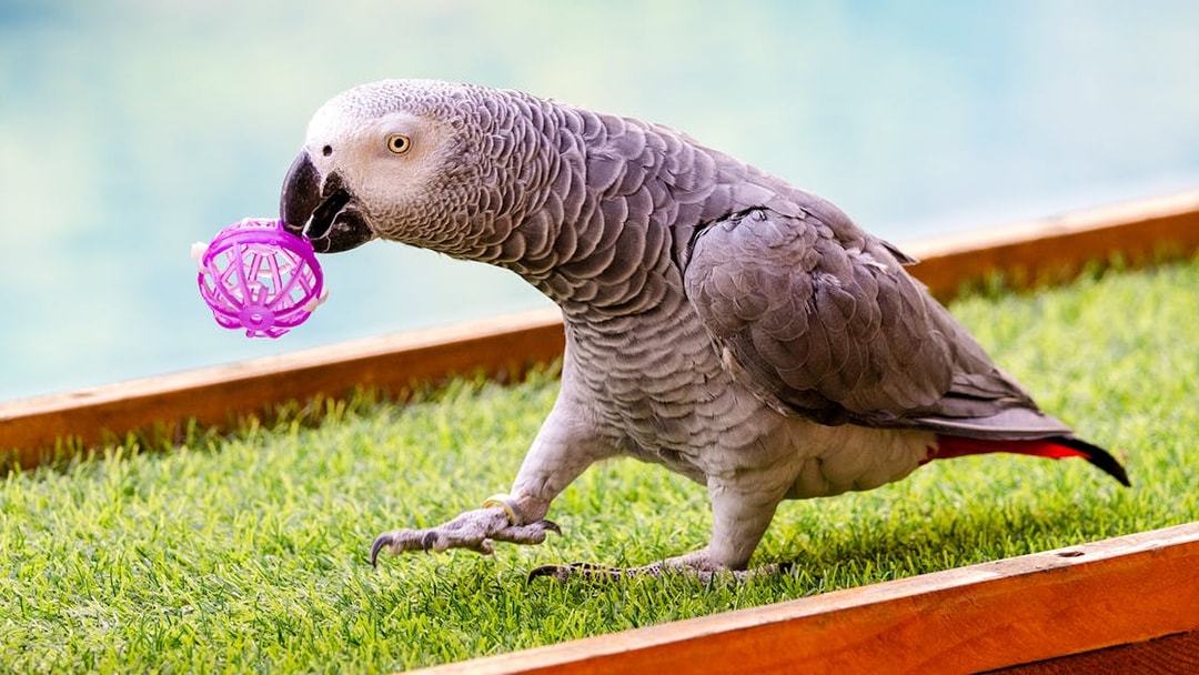 Grey parrot holding a toy at Emirates Park Zoo animal show, UAE.