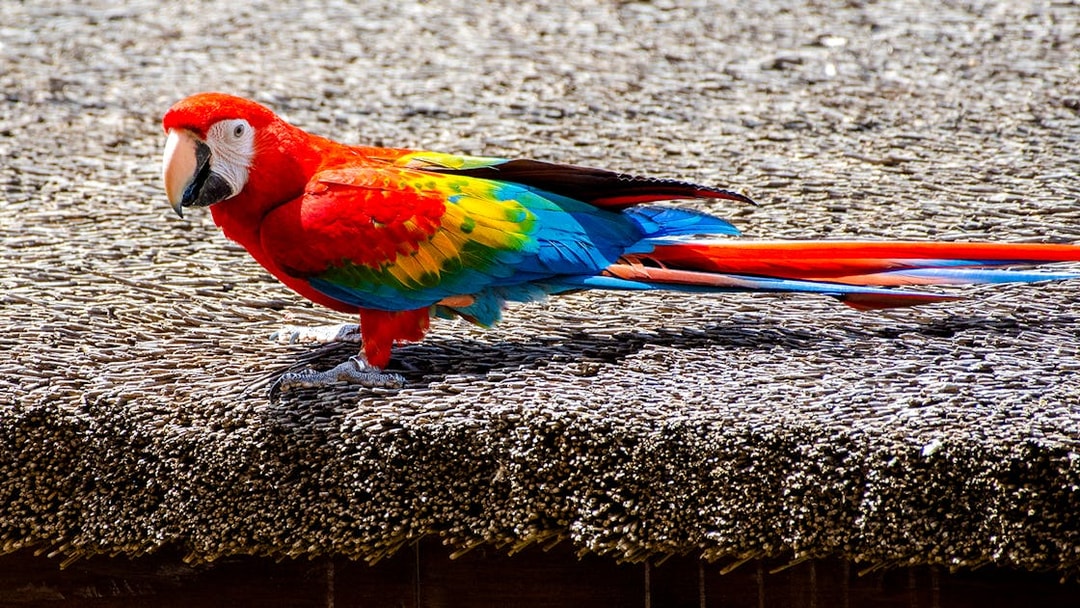 Scarlet macaw with vibrant red, blue, and yellow feathers perched on a textured surface.