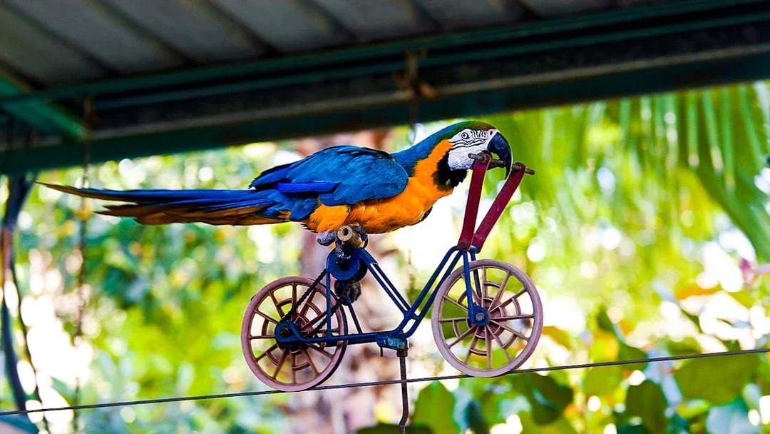 Blue-yellow macaw riding a miniature bike on a wire in a tropical setting.