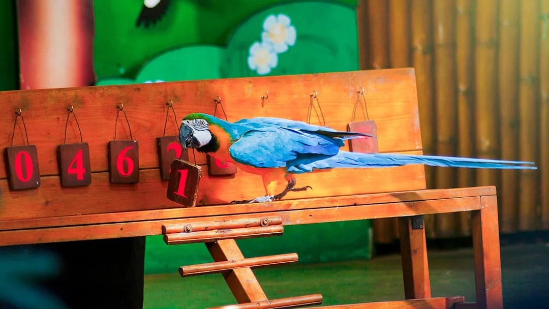 Parrot selecting number one during an intelligent bird show.
