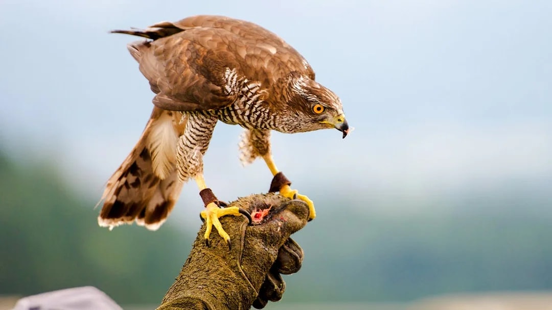 Goshawk perched on falconer's gloved hand.