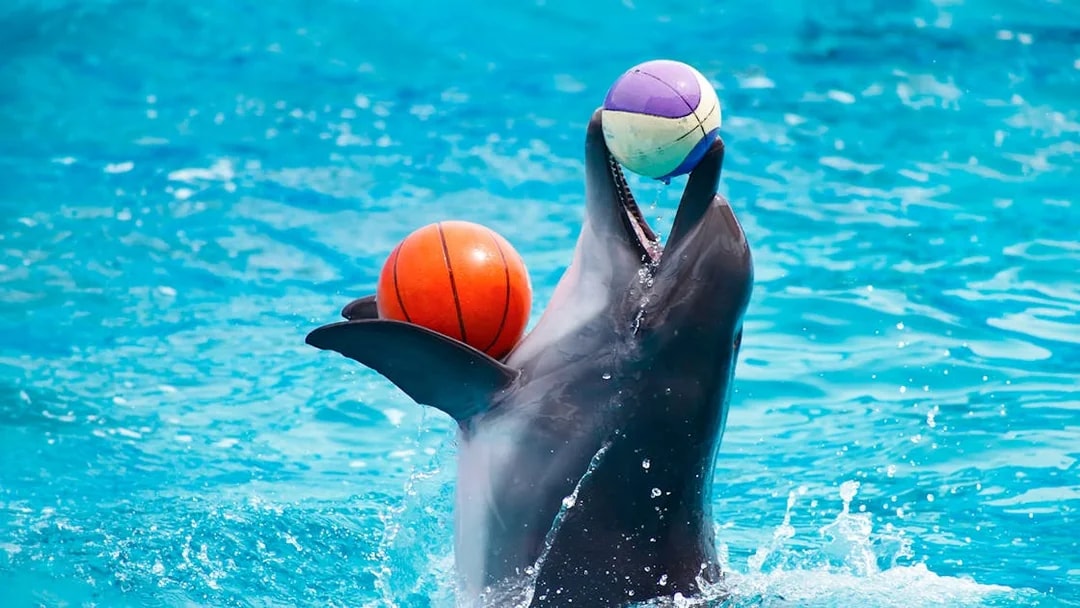 Dolphin balancing two balls during a performance at Dubai Dolphinarium.