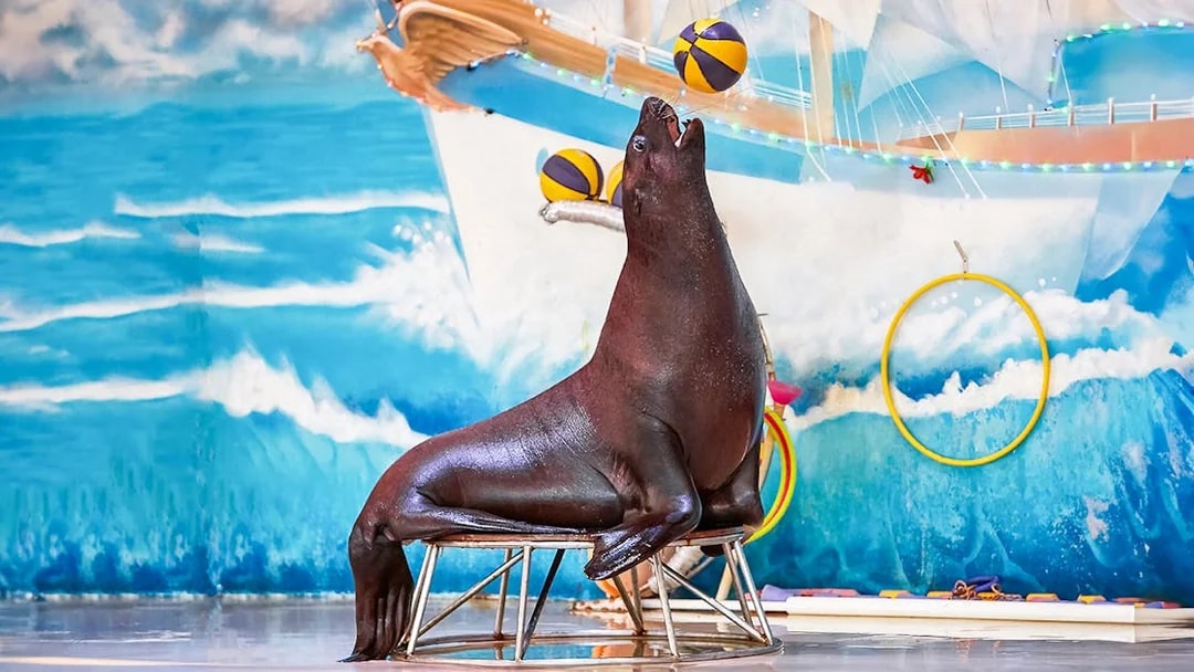 Seal balancing balls during a show at Dubai Dolphinarium.