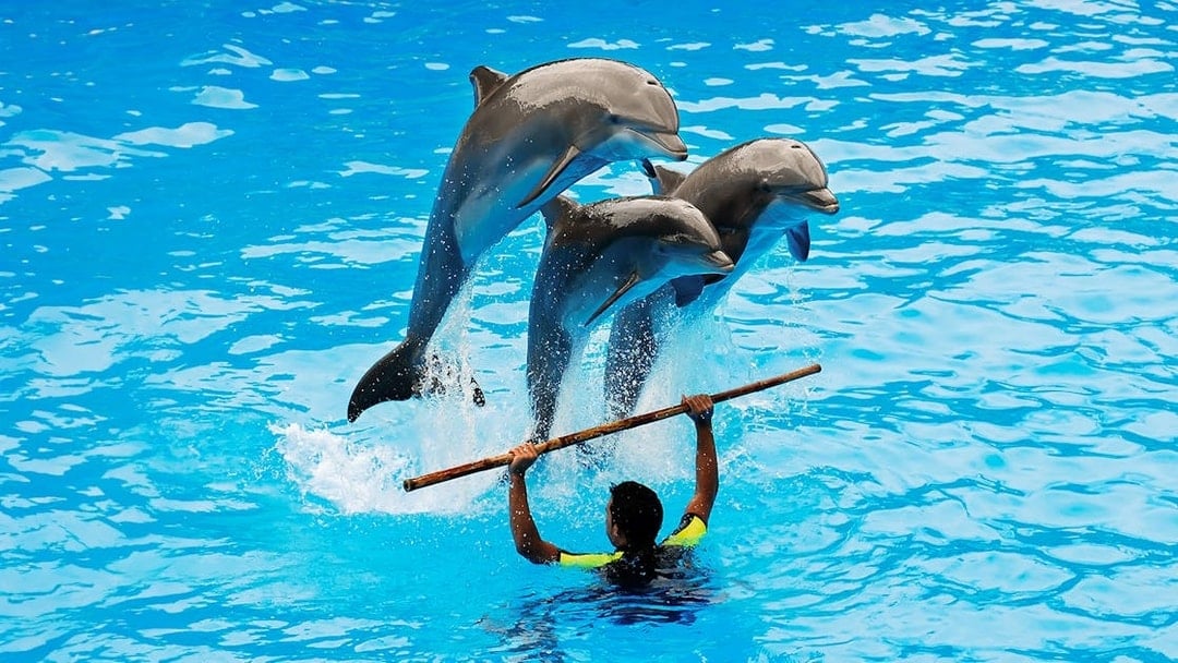 Dubai Dolphinarium: Dolphin & Seal Show Tickets with Choice of Add-Ons