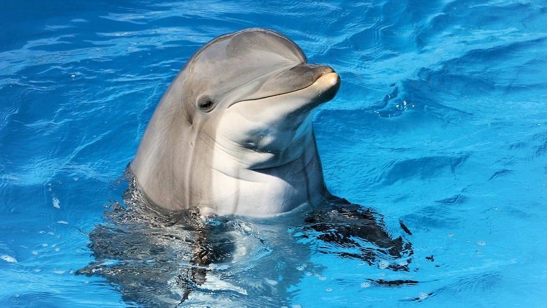 Dolphin swimming at Clearwater Beach Tours, Orlando.