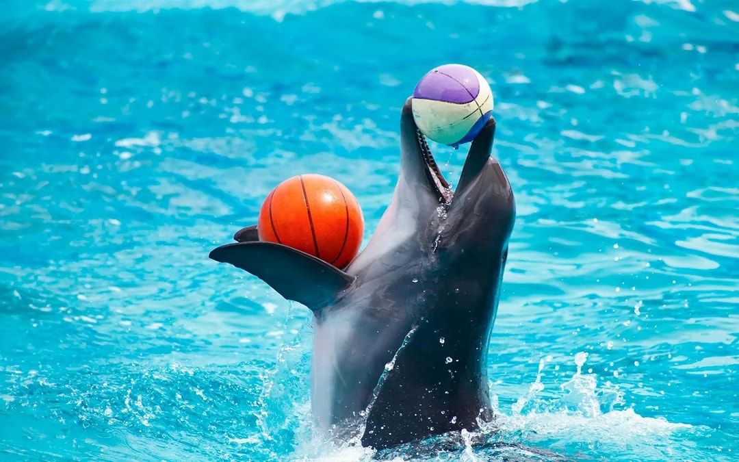 Dubai Dolphinarium: Dolphin & Seal Show + Mirror Maze Tickets with Popcorn Image 7