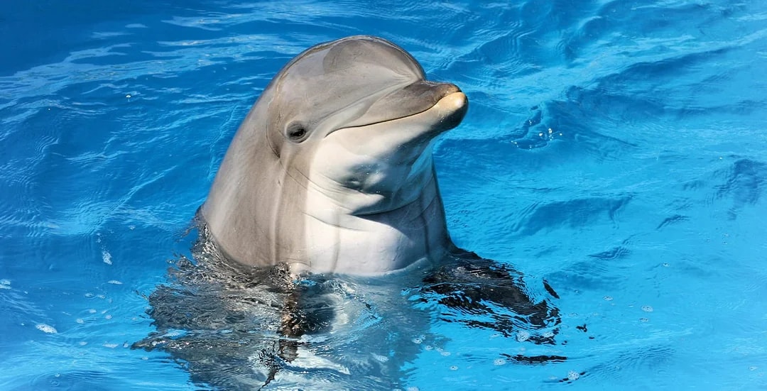 Dubai Dolphinarium: Dolphin & Seal Show + Mirror Maze Tickets with Popcorn Image 1