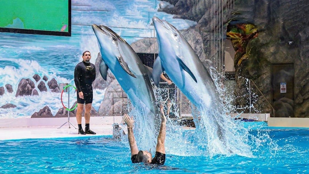 Dolphins leaping over trainer at Dubai Dolphinarium show.