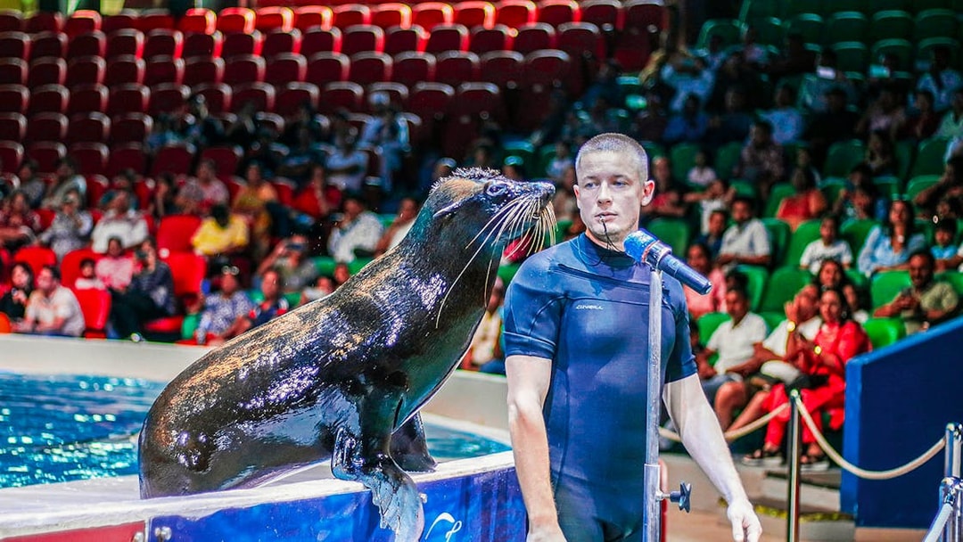 Seal performing with trainer at Dubai Dolphinarium show.