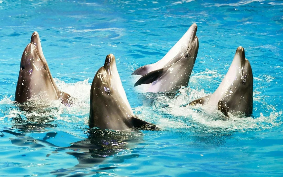 Dubai Dolphinarium: Dolphin & Seal Show Tickets Image 7