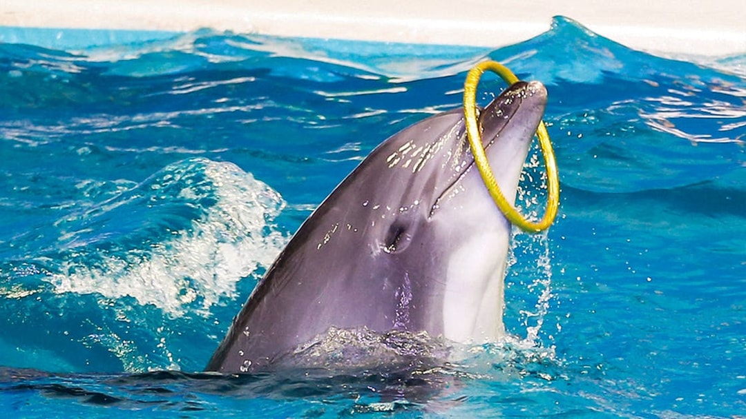 Dolphin performing with a hoop at Dubai Dolphinarium show.