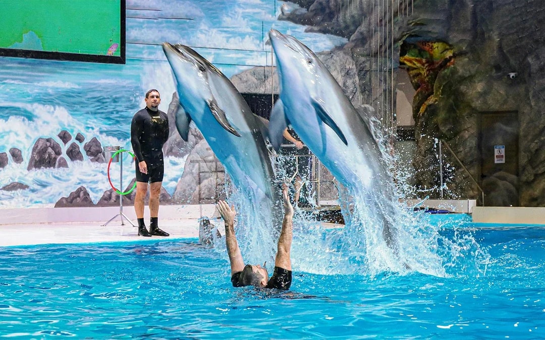 Dubai Dolphinarium: Dolphin & Seal Show Tickets Image 1