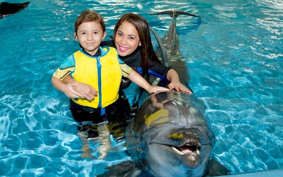 Dubai Dolphinarium: Dolphin & Seal Show VIP Tickets + Dolphin Encounter Image 6
