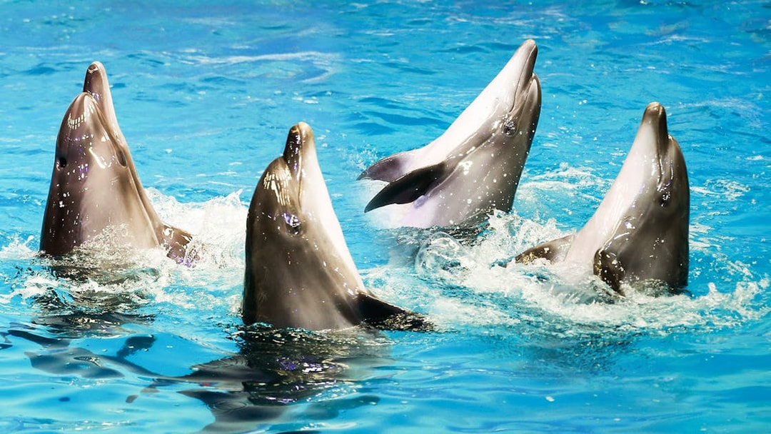 Dolphins performing at Dubai Dolphinarium show.
