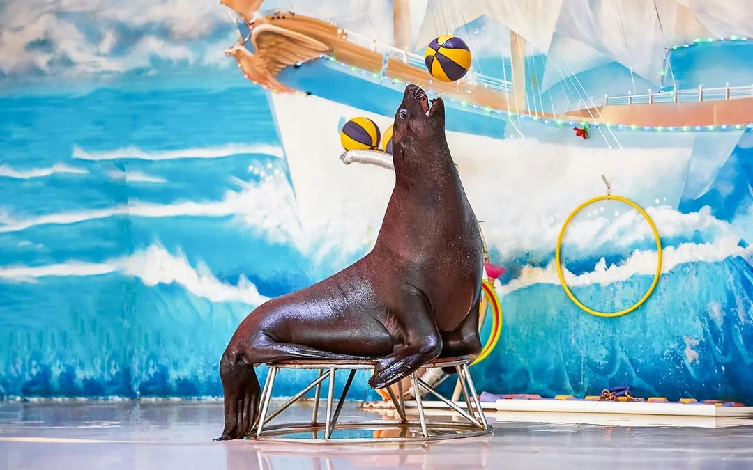 Dubai Dolphinarium: Dolphin & Seal Show VIP Tickets + Dolphin Encounter Image 9