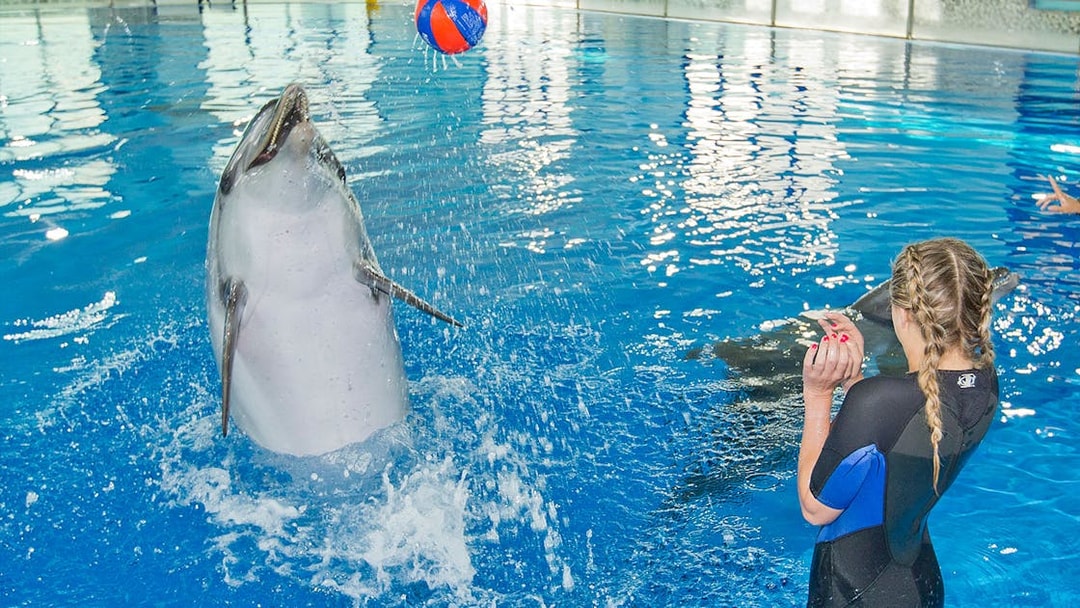 Dolphin playing with a ball near a person in wetsuit at Dubai Dolphinarium.