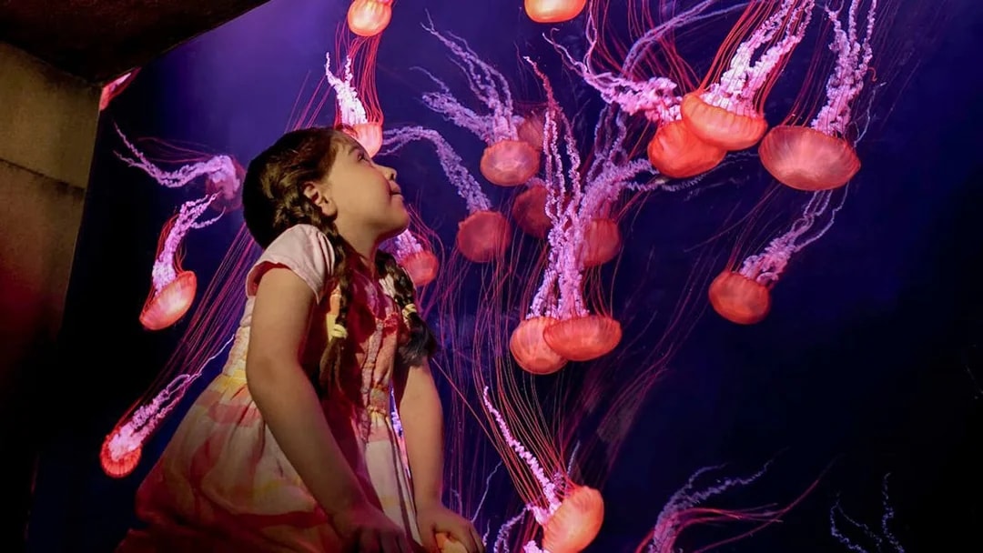 Girl watching jellyfish at Atlantis The Lost Chambers Aquarium.