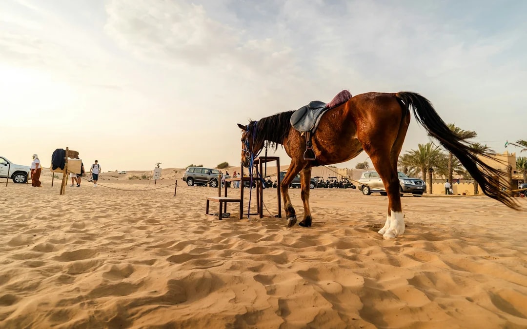 Dubai Private Morning Desert Safari with Sandboarding & Camel Ride Image 10