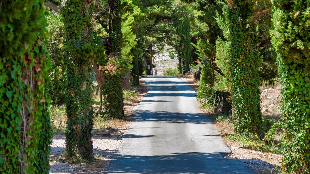 Tree-lined road featured in Game of Thrones driving tour.