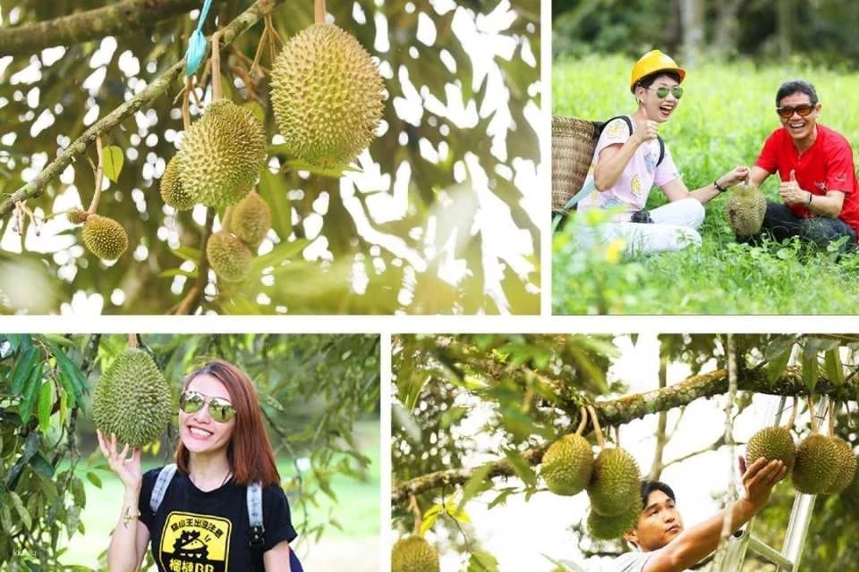 DurianBB Academy Farm Tour – Selangor | Malaysia