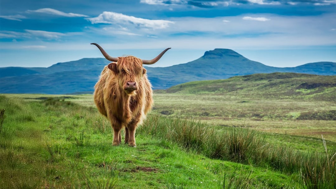Highland cow grazing in the Scottish Highlands with hills in the background.