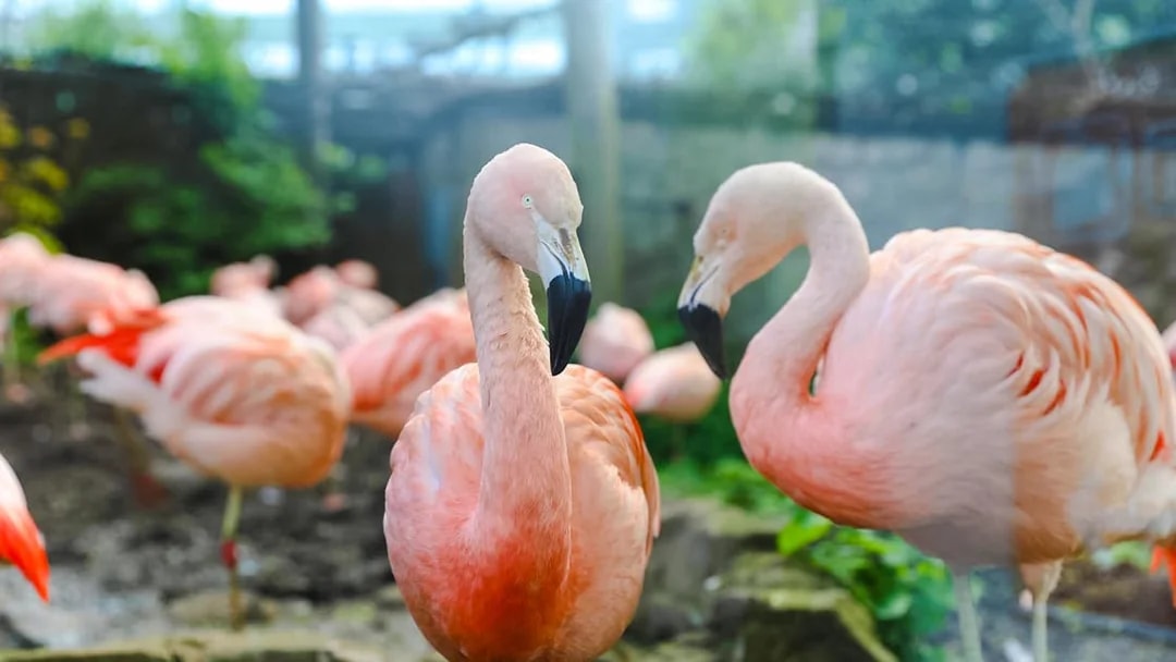 Chilean flamingos in habitat at Edinburgh Zoo.