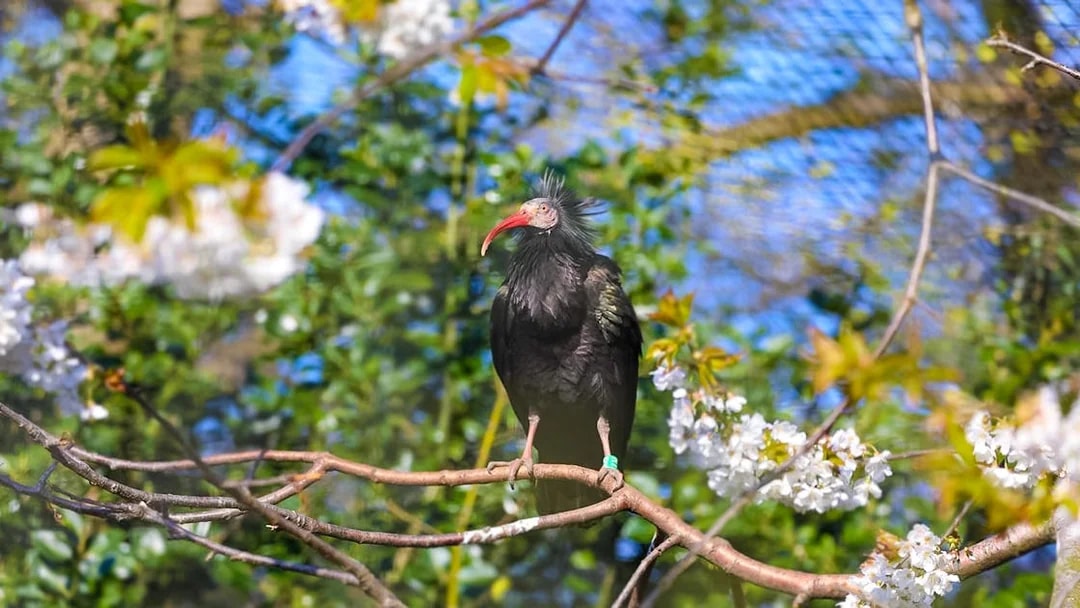 Waldrapp ibis perched on a branch at Edinburgh Zoo.