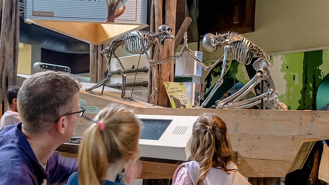 Visitors observing primate skeletons at an exhibit in Edinburgh Zoo.