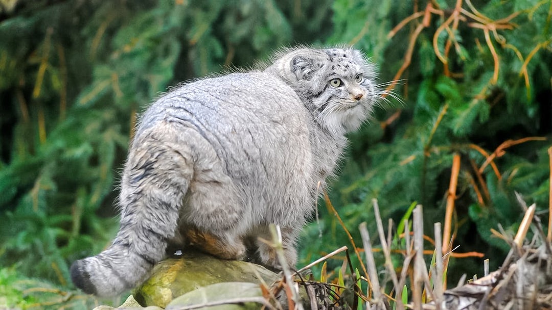 Pallas's cat on a rock at Edinburgh Zoo.