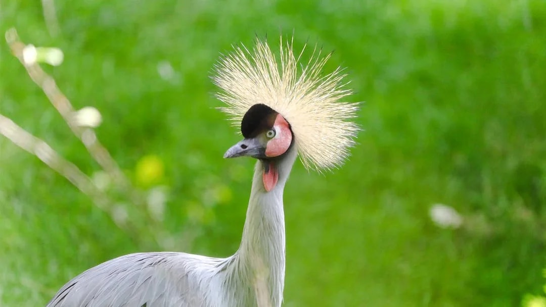 East African crowned crane at Edinburgh Zoo.