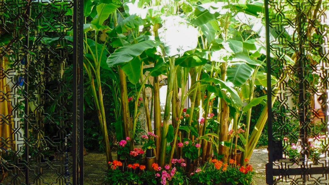 Lush garden with banana plants and flowers at Tablao Cardenal, Córdoba.